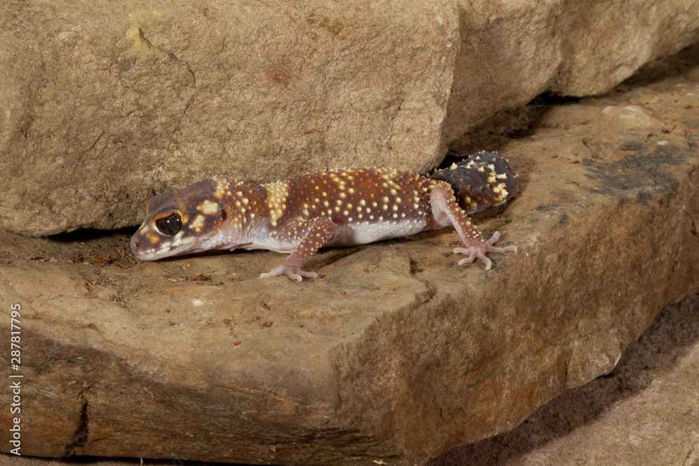 Naklejka premium Flat Tailed Gecko In rocky environment