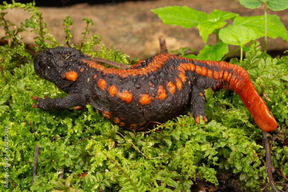 Fototapeta premium Black and red flat-tailed lizard
