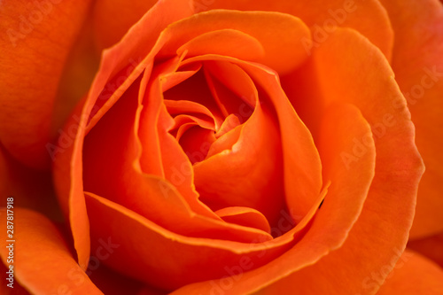 Lovely orange rose