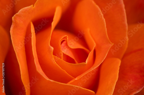 Orange Rose Macro