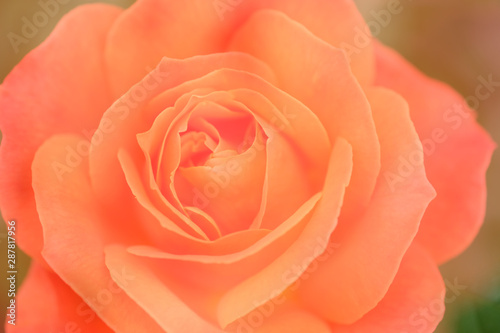 Misty light orange rose