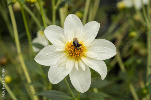 Bee on White Pollen Orange Centre