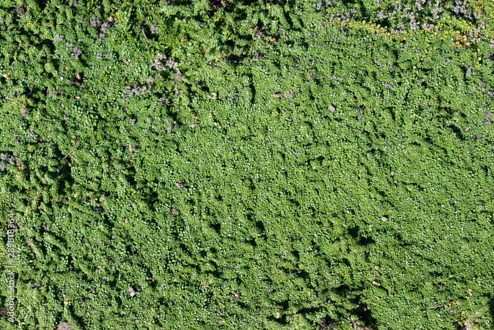 green moss on the wall as a backgroung