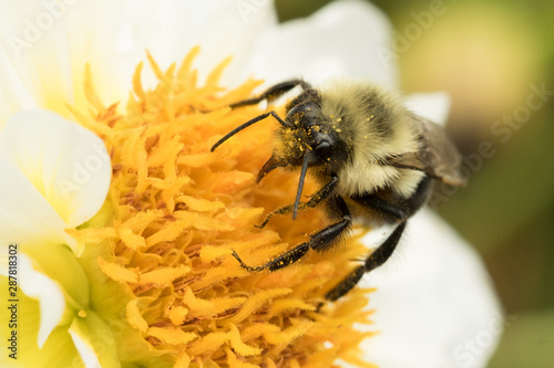 Bee Close-up with Pollen