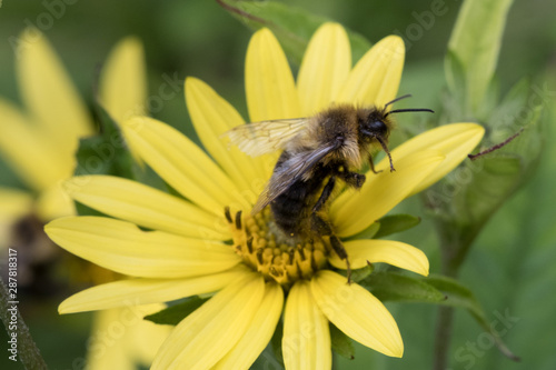 Bee Sitting on Yellow Flower