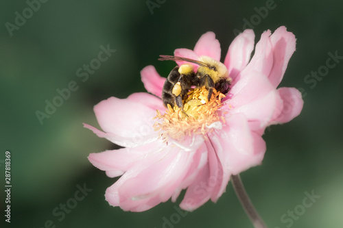 Bee on Soft Pink Flower