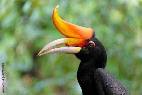 Rhinoceros horbill portrait photo