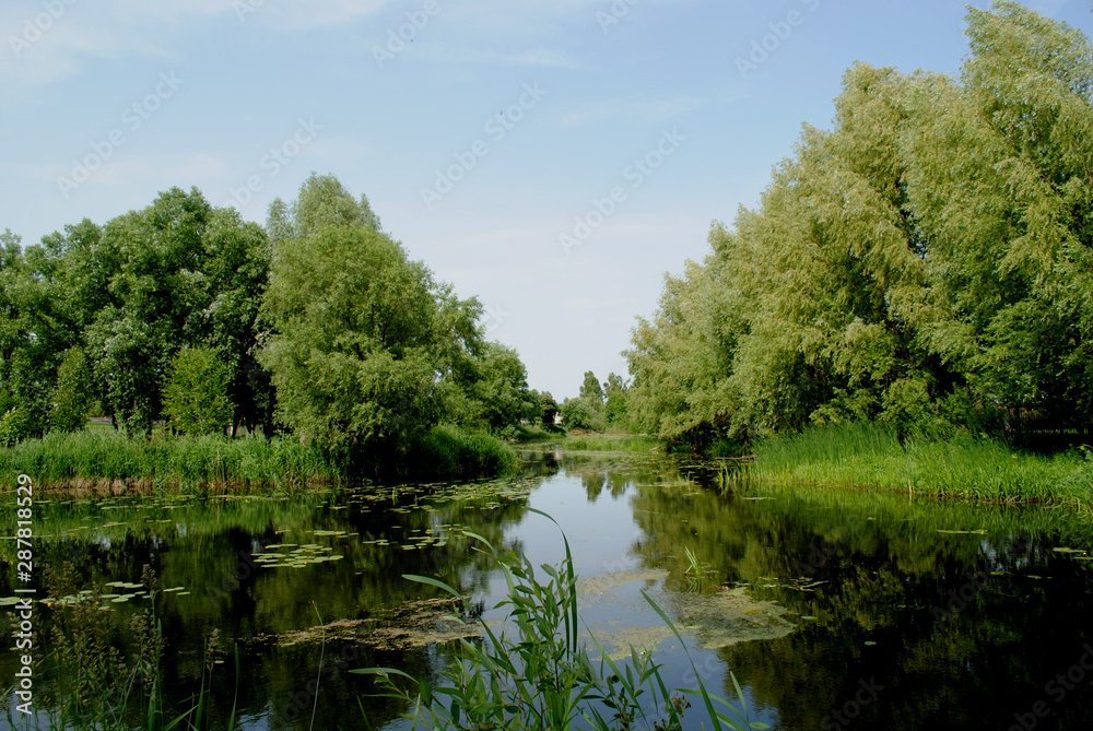 Pond surrounded by green trees (forest)