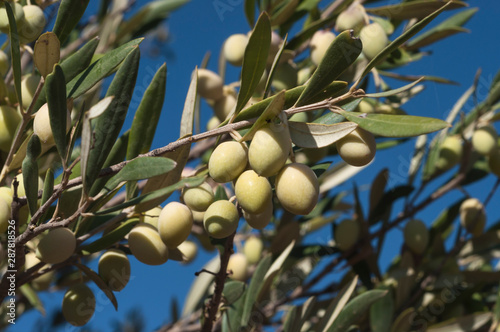 Harvest of green olives against the blue sky on a sunny day in Crete