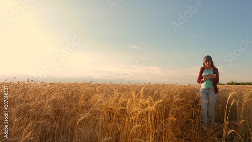 businesswoman with a tablet studies wheat crop in field. Farmer woman works with tablet in a wheat field, plans a grain crop. business woman in field of planning her income. agriculture concept.