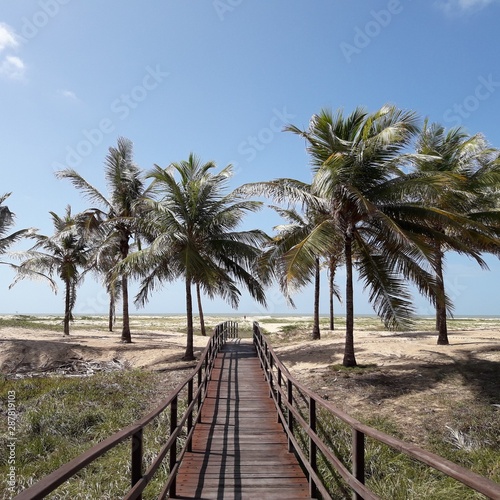 Fototapeta Naklejka Na Ścianę i Meble -  palm trees on beach