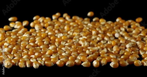 Yellow grain corn isolated on black background, for popcorn