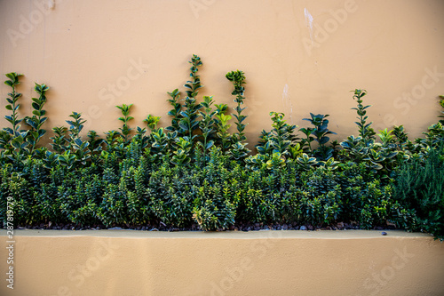 Plants next to a street yellow wall