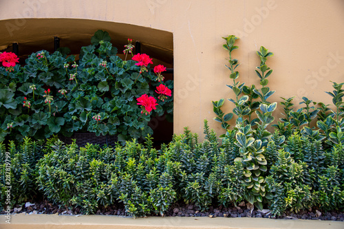 Plants next to a street with flowers