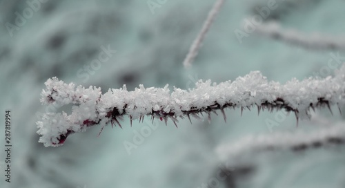 branch of a tree covered with snow © Malin