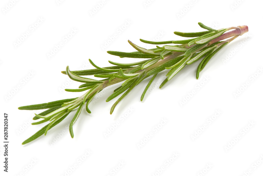 Rosemary sprig, isolated on white background