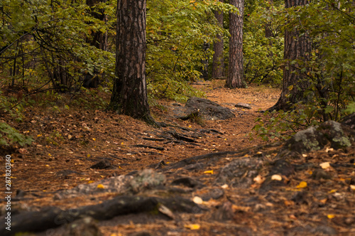 Forest path in a pine forest