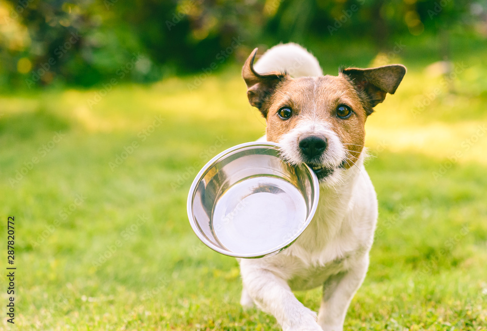 Fototapeta Głodny lub spragniony pies chwyta metalową miskę, aby zdobyć paszę lub wodę