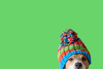Concept of pet ready for cold winter weather with dog wearing warm knitted hat