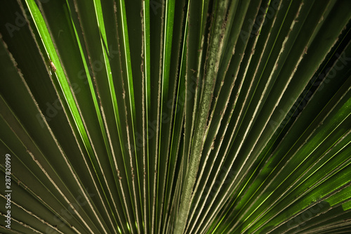 Close-up green palm leaves structure. Diagonal stripes in the sunlight. Tropical bright sunny background