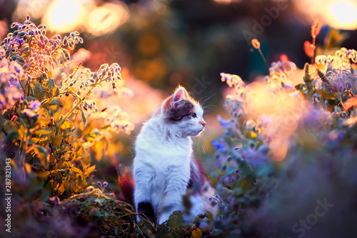 portrait beautiful fluffy cat sits on the sunlit warm light meadow with brigh...