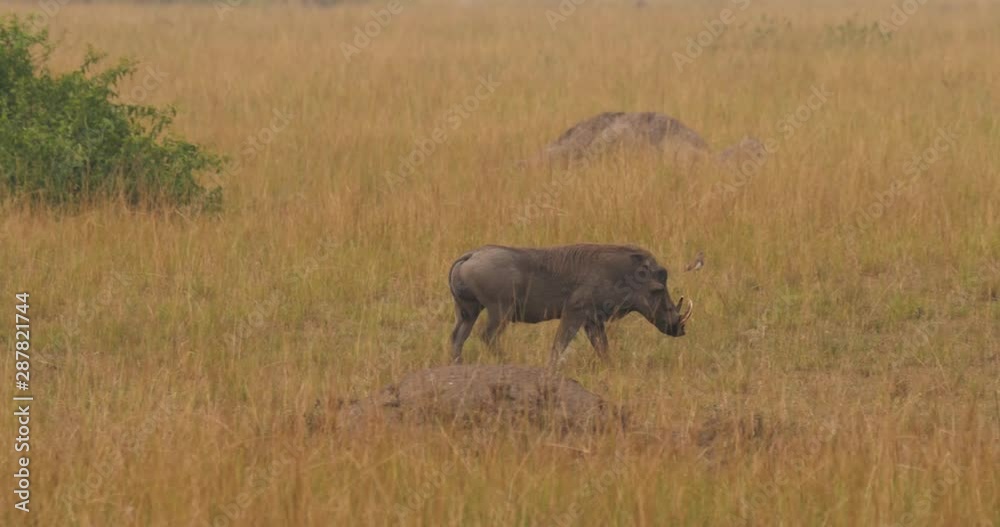 Warthog in Queen Elizabeth National Park, Uganda East Africa Warthog in Queen Elizabeth National Park, Uganda East Africa