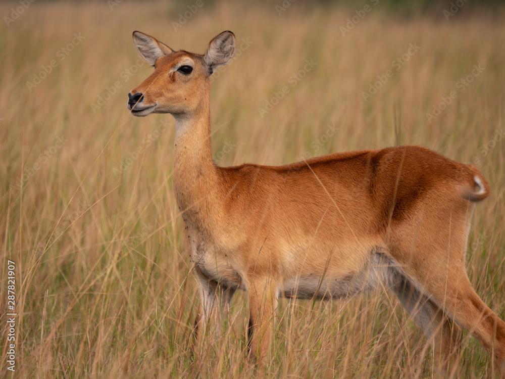 Impala in Queen Elizabeth National Park, Uganda, East Africa Impala in Queen Elizabeth National Park, Uganda, East Africa