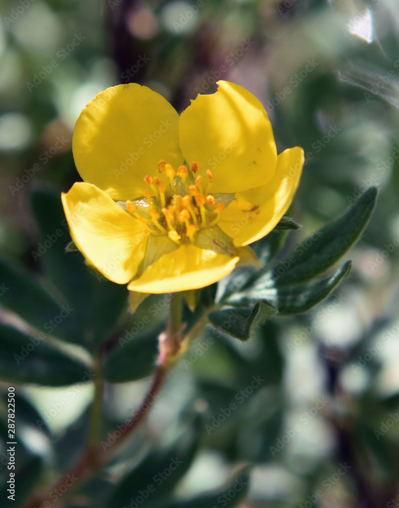 Fototapeta premium yellow flower
