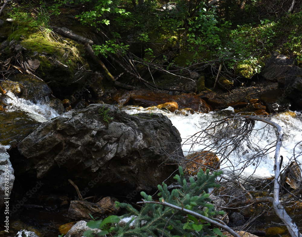 stream in forest stream in forest