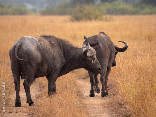 Buffalo in Queen Elizabeth National Park  Uganda