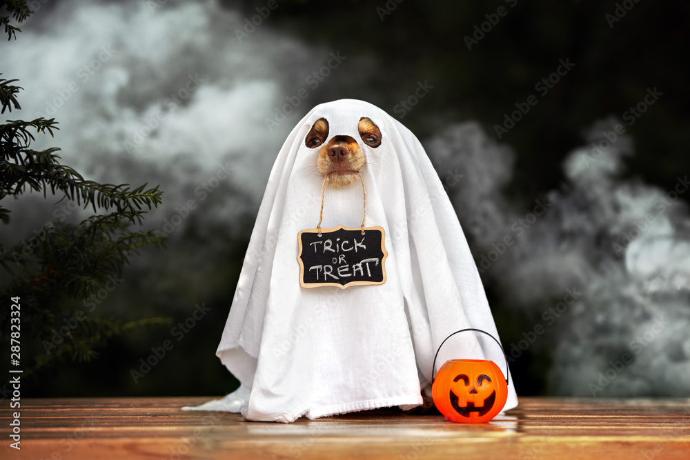 funny dog in ghost costume posing for Halloween - obrazy, fototapety, plakaty 