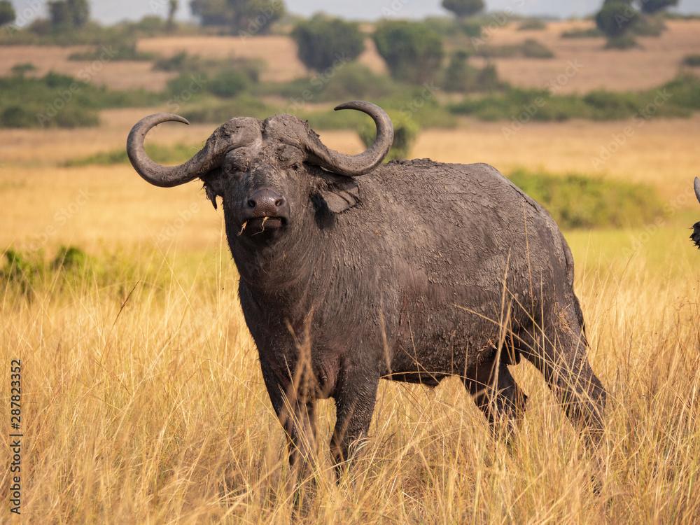 Buffalo in Queen Elizabeth National Park, Uganda