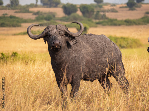 Buffalo in Queen Elizabeth National Park  Uganda