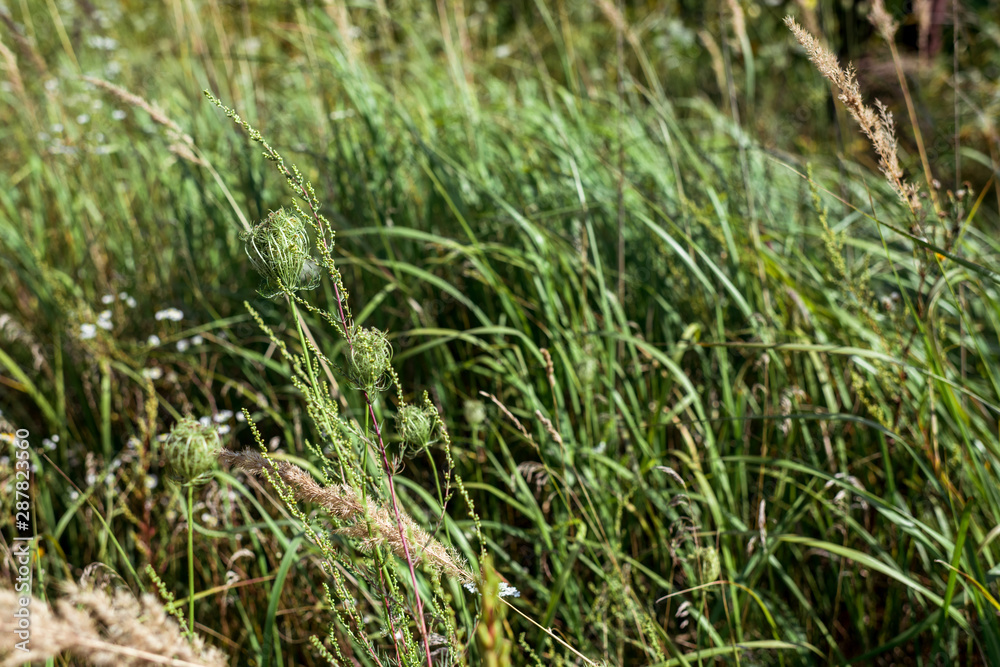 selective focus of green fresh grass in field selective focus of green fresh grass in field