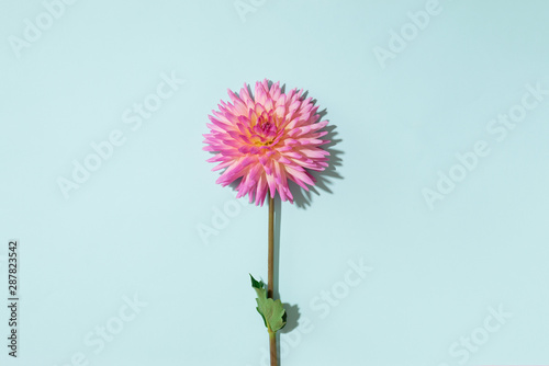 Pink dahlia flower on pastel blue background. Top view. Flat lay. Copy space. Creative minimalism still life. Floral design.