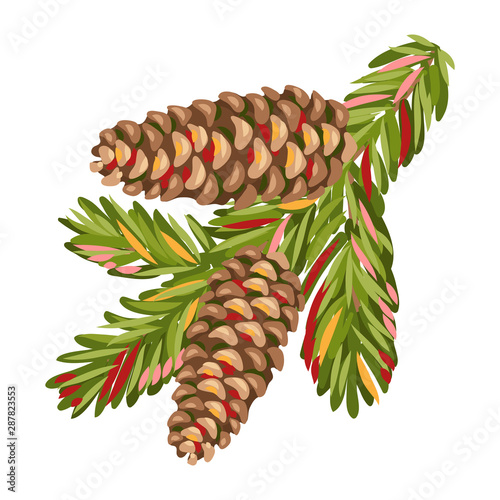 Illustration of spruce branch with fir cones.