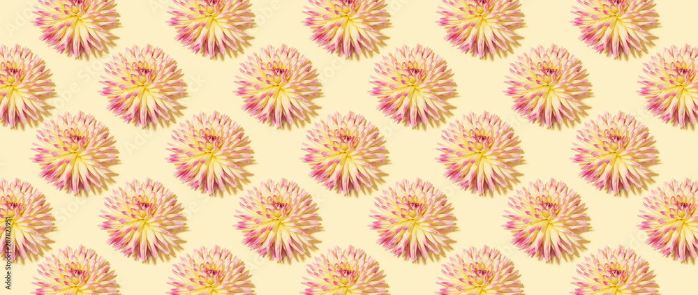 Floral pattern made of pink flowers over pastel yellow background. Festive spring and summer background. Flat lay, top view. Pattern of bloom dahlias. Floral texture. Banner Floral pattern made of pink flowers over pastel yellow background. Festive spring and summer background. Flat lay, top view. Pattern of bloom dahlias. Floral texture. Banner