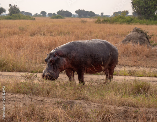 Hippo in Queen Elizabeth National Park  Uganda East Africa