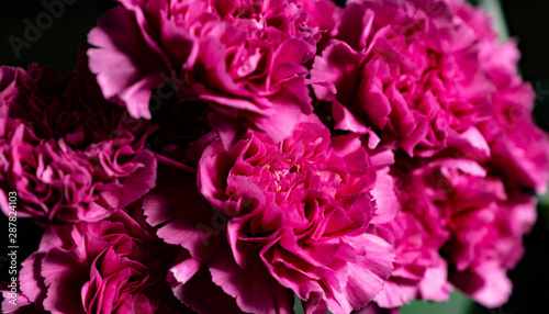 Wallpaper Mural Pinke Nelken Nahaufnahme, schöner Blumenstrauß, romantische Blumen auf schwarzem Hintergrund, Vintage Filter, Dianthus japonicus, Kerneudikotyledonen Torontodigital.ca