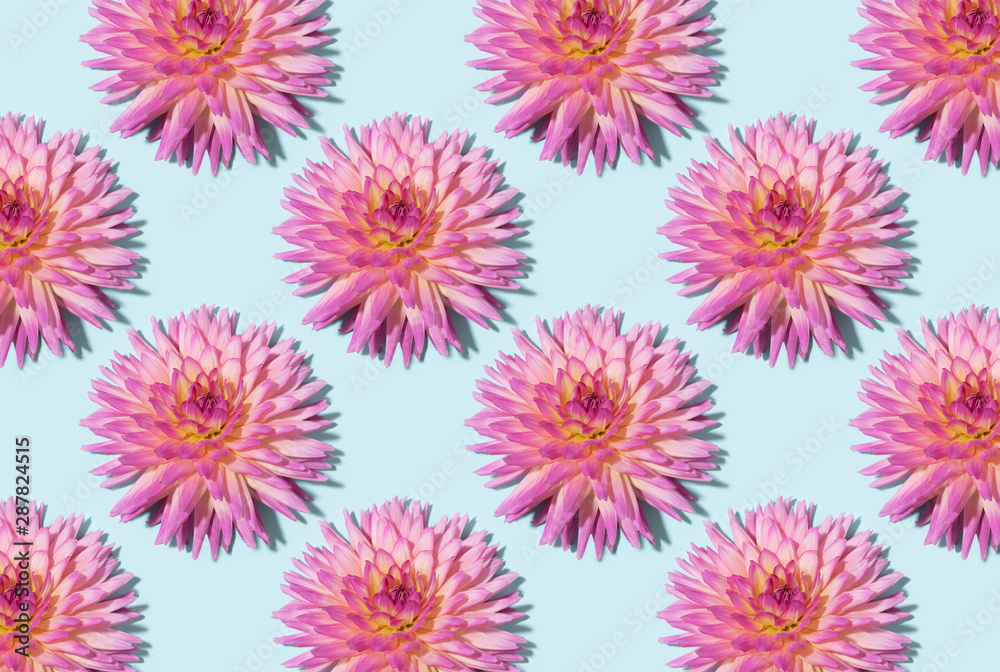 Floral pattern. Top view. Floral texture. Flat lay with pink dahlia flowers on pastel blue background. Greeting card Floral pattern. Top view. Floral texture. Flat lay with pink dahlia flowers on pastel blue background. Greeting card
