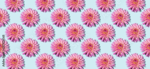 Floral pattern made of pink flowers over pastel blue background. Festive spring and summer background. Flat lay, top view. Pattern of bloom dahlias. Floral texture. Banner