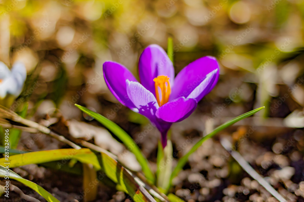 .Beautiful spring crocus. Close-up. Postcard. .Beautiful spring crocus. Close-up. Postcard.