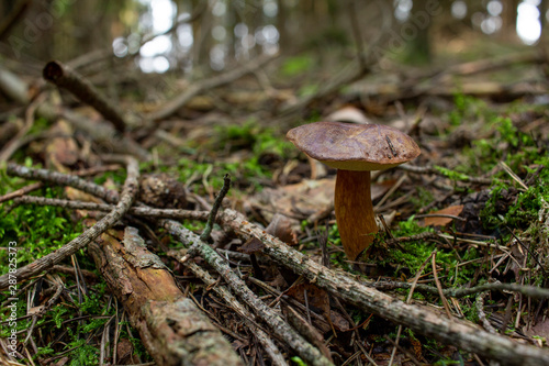 (Boletus) Mushroom growing in moss and grass. Mushrooming. Mushrooms. Relax in the woods.