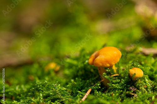 (Cantharellus cibarius) Yellow fungus growing moss and grass.Golden edible mushroom. Mushrooming. Mushrooms. Relax in the woods.