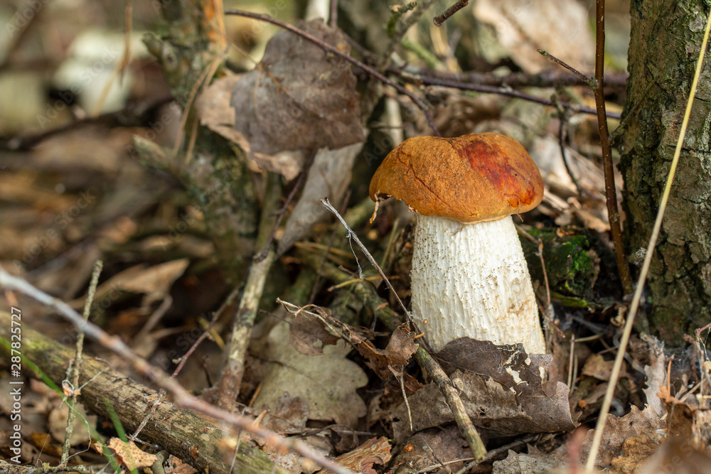 Fototapeta premium (Leccinum) High sponge. Mushrooming. Mushrooms. Relax in the wood.