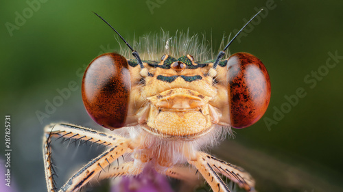 dragonfly macro wild green brown fly color