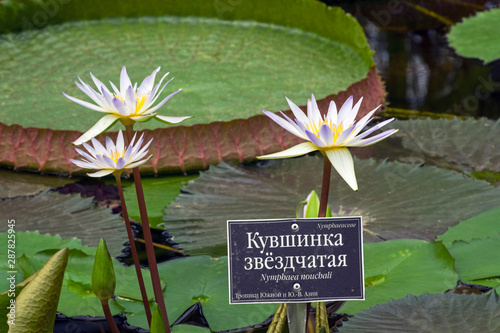 Blooming tropical waterlily photo