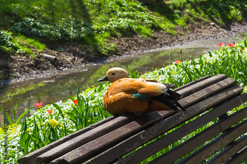 Ruddy shelduck is sitting on the back of the bench in the park.