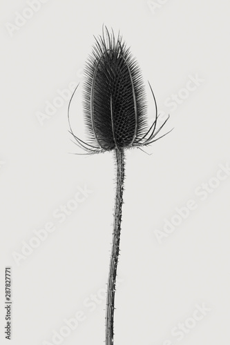 Wild teasel