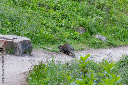 Wild Hedgehog walking across the trail